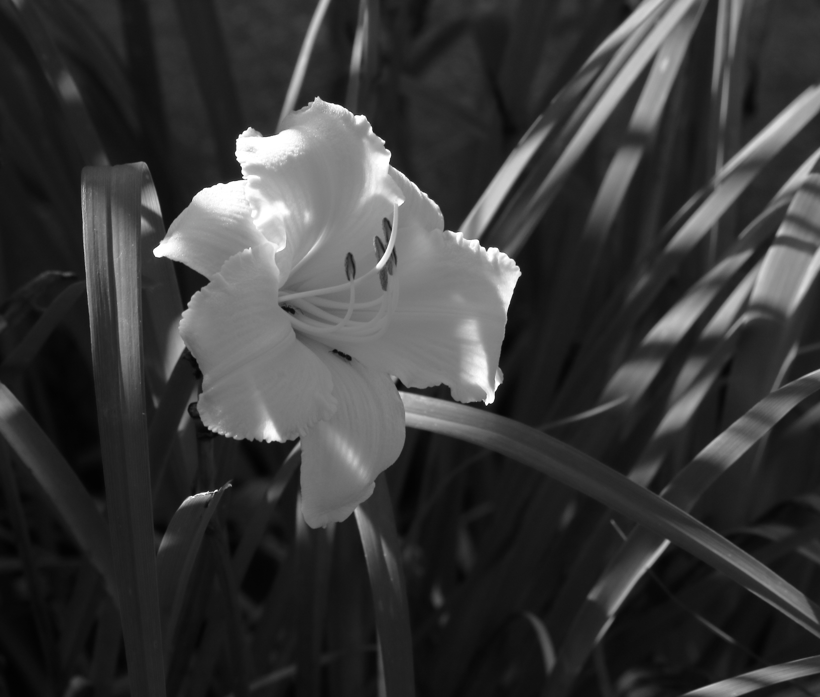 2019 07 13 HTP 50142ebw
